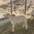 خرفان أعمارها 6 شهور شحم ونظافه شرط