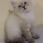 قطط هملايا كتن
