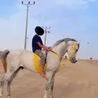 حصان ورق للبيع