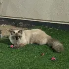 قط همالايا ضائع بحي الفيصل الهيئة