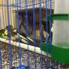 فروخ كناري سوري