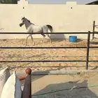 فرس لقاح واهو البيع شعبي