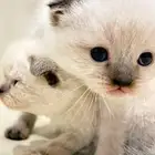 قطه