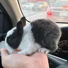 ارنب صغير للبيع