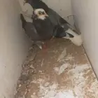 حمام قطايف قلابي