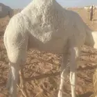 نياق
