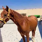 حصان شعبي