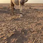 قعودين فحول