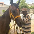 مهر شعبي العمر سنه وسبع شهور