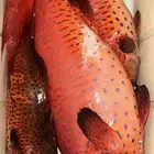 سمك بحري طازه