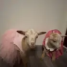 ماعز قزم