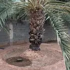 جث وغرس وتكريب النخيل والاشجار