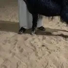 غنم نجد فواخر بفحلها