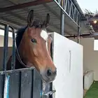 فرس لقاح