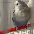 عصافير الروز