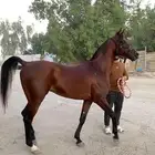 جواد