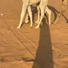 للبيع قعود حوار فردي باتلي وامه كفو