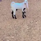 3 تيوس للبيع