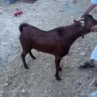 تيس فحل