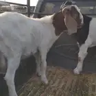 تيوس