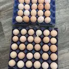 بيض مخصب براهمه كونك