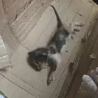 قطوة صغيره