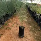 شتلات مورنقا عربي