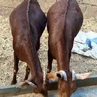 خبيش قرايب