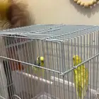 عصافير الحب جديده ونظيفه ابغا فيها 100