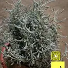 شتلات شيح