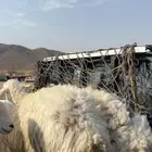 رخال