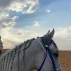 حصان شعبي للبيع طرب
