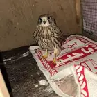 جليما او باشق