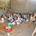 دجاج وديوك فيومي منوع مختلف الاعمار