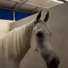 عرض فرس للبيع 4 في واحد