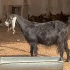 عنز خلفه معها تيس وجفره