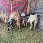 رخال ولد