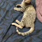 قطه عمر ثلاث شهور