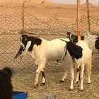للبيع تيس العمر جذع الموقع ديراب
