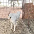 رخال حريات