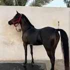 فرس فاخره