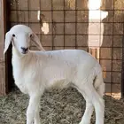 رخل حريه