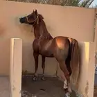 حصان شيخ