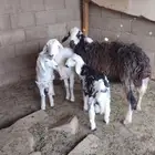 للبيع شياه مواليد