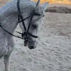 خيل