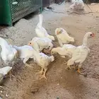 فروخ كوشامو القزم