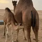 ناقه ساحليه للبيع