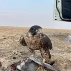 تصوير و تأجير يوم التأسيس