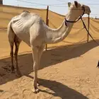 بكره للبيع