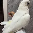 كوكاتو أليف